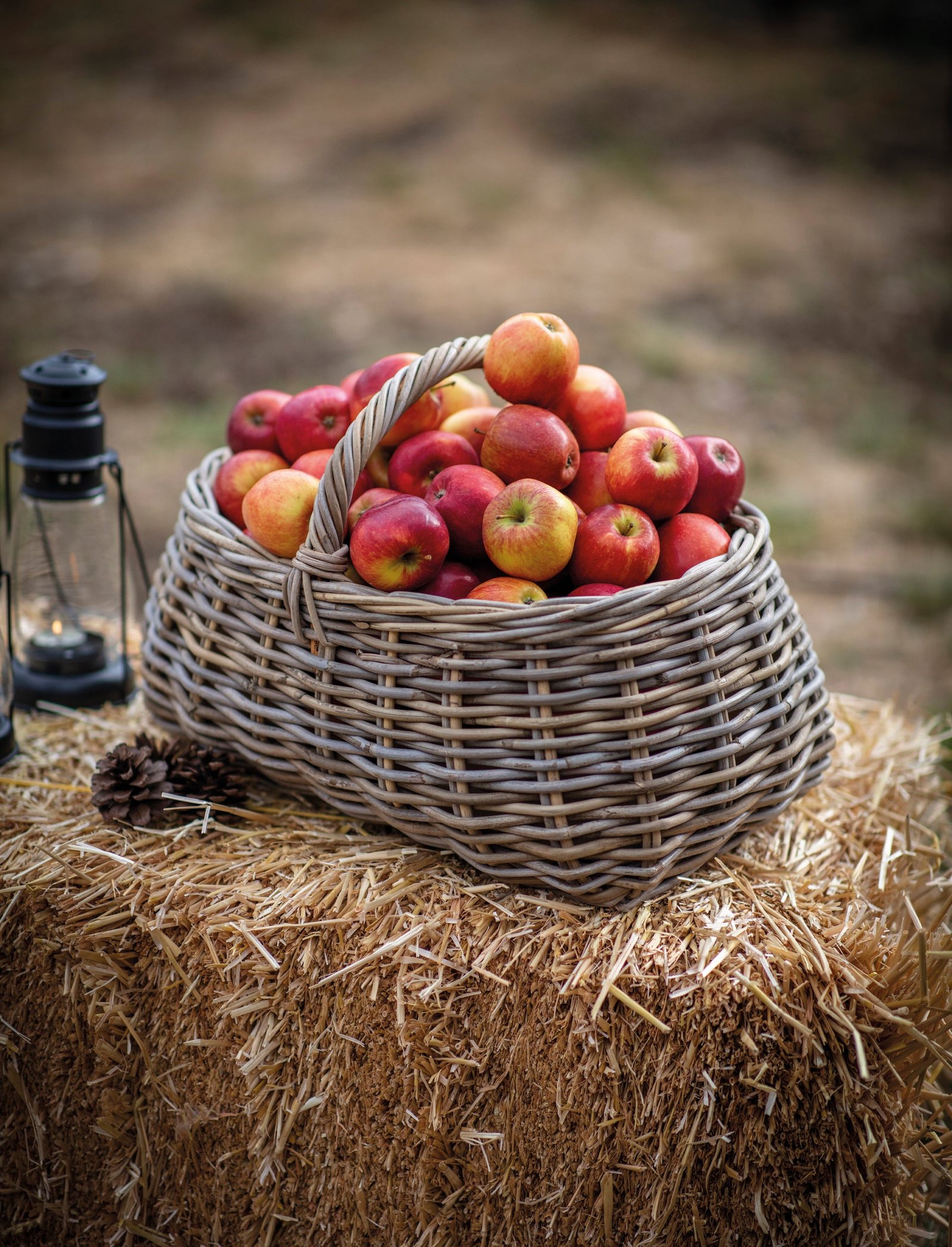 Foraging Basket - Bembridge - Image 3